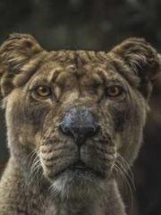 Urban All-Rounder Sy Urban All-Rounder Sy