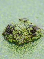 Bai Qiqi Lu Shaoheng Bai Qiqi Lu Shaoheng