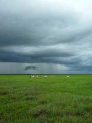 One Night Marriage P One Night Marriage P