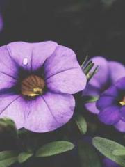 The Super Expert of The Super Expert of